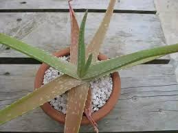 About 15 years old aloe vera. Aloe Plant Turning Brown Solved Step By Step Solution
