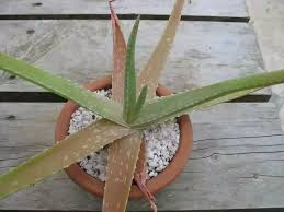 But the plants look over crowded, thin the plant and provide proper air circulation around them. Aloe Plant Turning Brown Solved Step By Step Solution