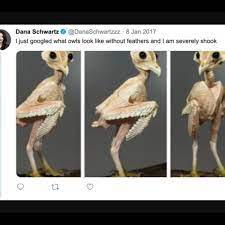 Is This What Barn Owls Look Like 'Naked'? | Snopes.com