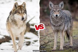 Compare Coyote Vs Gray Wolf Compare Animal