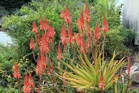 Image result for Aloe pienaarii