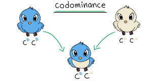 Codominance is contrary to typical mendelian genetics, in that no one allele is dominant to the other, so they are both expressed equally. Codominance Overview Examples Expii