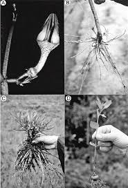 Image result for Ceropegia racemosa