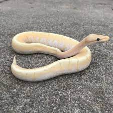 Banana Spinner Blast Ball Python A Pastel Spider Pinstripe And Banana Gene In One Snake Reptiles Pet Pet Snake Ball Python