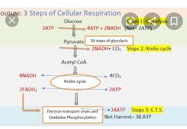 We did not find results for: 3 What Are The Major Steps Of Cellular Respiration Sec T Brainly In