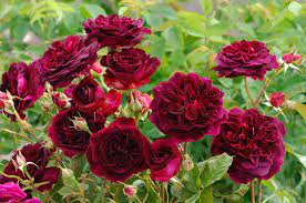Medium shrub 3ft 3 1/2ft. Rosa Munstead Wood English Rose