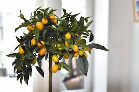 Maybe you would like to learn more about one of these? How To Grow Citrus Indoors Gardener S Path
