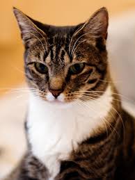 Here are some more interesting these cats can also have long or short fur. Domestic Short Haired Cat Wikipedia