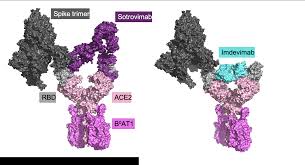 Do not shake the vial. Https Www Biorxiv Org Content Biorxiv Early 2020 12 24 2020 12 23 424199 Dc1 Embed Media 1 Pdf Download True