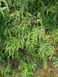 Image result for Dicranopteris elegantula