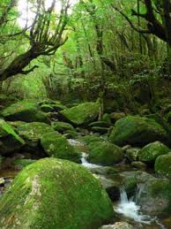 Yakushima - Wikitravel