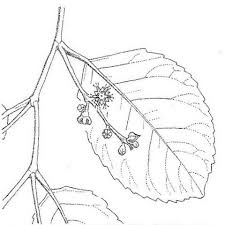 Image result for Homalium abdessammadii