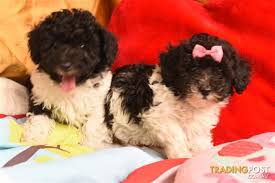 Stunning Black White Parti Female Male Toy Poodle Available Now