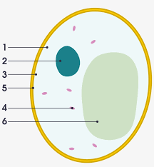 We did not find results for: File Simple Diagram Of Yeast Cell Numbers Svg Basic Diagram Of A Yeast Cell 966x1024 Png Download Pngkit