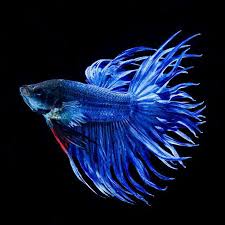 Ini boleh dinilai dengan ikan laga jantan membuat buih di atas permukaan air manakala si. Pembekal Microworm Ikan Laga Home Facebook