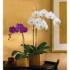 Wild cat purple orchid phalaenopsis. Teleflora S Imperial Purple Orchid Plant Teleflora