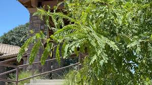 Image result for Tipuana