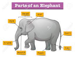 Maybe you would like to learn more about one of these? Diagram Showing Parts Of Elephant Illustration Royalty Free Cliparts Vectors And Stock Illustration Image 60454256