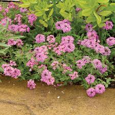 Image result for foto verbena