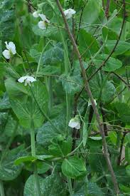 Image result for Pisum sativum