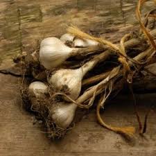 Harvesting garlic is a bit tricky, since you can't see when the bulbs are ready to be dug up. Is It Time To Harvest Garlic Yet Sow True Seed Asheville Nc Growing Garlic Organic Vegetable Seeds Vegetables