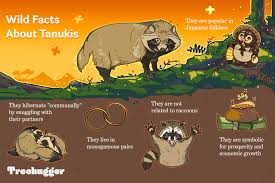 We did not find results for: What Is A Tanuki 8 Surprising Tanuki Facts