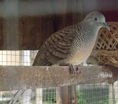 Barat, jual perkutut jambul, keistimewaan perkutut lokal, kenapa sangkar perkutut tertutup, kitab perkutut, memelihara perkutut harus ganjil, mitos burung perkutut bunyi malam hari, mitos burung perkutut kantong semar, mitos burung perkutut tidur di bawah, nama latin burung pelikan, nama. Fakta Unik Burung Perkutut Beserta Mitos Yang Beredar