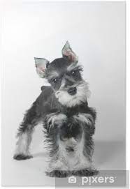 The name shortens, if you wish, to abbey, which means god rejoices and is the name of king david's third wife. Cute Baby Miniature Schnauzer Puppy Dog On White Poster Pixers We Live To Change