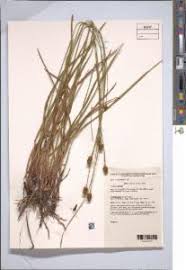 Image result for Xyris anceps