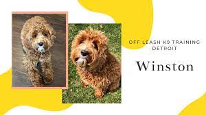 Isn't the australian labradoodle the same as a labradoodle? Winston Australian Labradoodle L Incredible Obedience Youtube