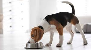 Download beagle puppy images and photos. Best Dog Foods For Beagles Puppies Adults Seniors