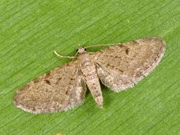 Image result for Eupithecia trisignaria