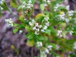 Image result for Polycarpaea eriantha