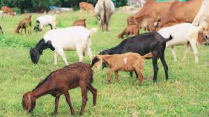 Hewan qurban hanya boleh dari kalangan bahiimatul al an'aam (hewan ternak tertentu) yaitu onta namun menurut syaikh al utsaimin, melakukan penyembelihan di waktu siang itu lebih baik. Hukum Makna Jenis Hewan Dan Ketentuan Ibadah Kurban