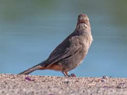 Image result for Entada chrysostachys