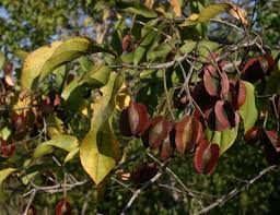 Image result for Combretum sp. A