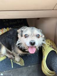 Found dog in Broken Arrow backyard?