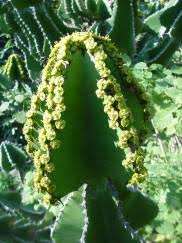 Image result for Euphorbia cooperi