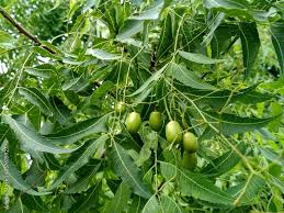 Image result for Azadirachta indica