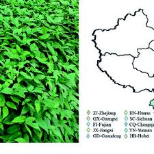 Image result for Cyphostemma schlechteri