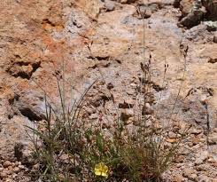 Image result for Bulbostylis oritrephes