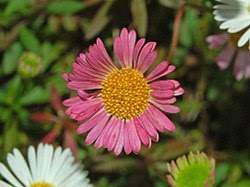 Image result for Erigeron karvinskianus