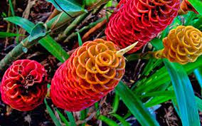 Penemuan terbaharu di kawasan hutan berhampiran kaki gunung benom, kampung koi, ulu cheka, jerantut, pahang. Potensi Pokok Halia Hutan Sebagai Tumbuhan Hortikultur Majalahsains