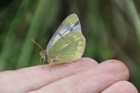 Image result for Colias tyche