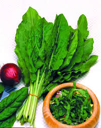 Image result for Rumex