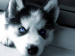 Check spelling or type a new query. Blue Wolf Eyes Wallpapers Hd Wallpaper Cave