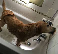 A general contractor, architect or designer will create a. This Peanut Butter Hack Will Make Washing Your Dog So Much Easier