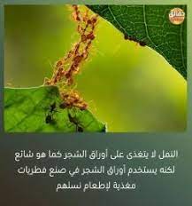صور مكتوب عليها حقائق مدهشة jail