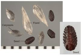 Image result for Eleusine