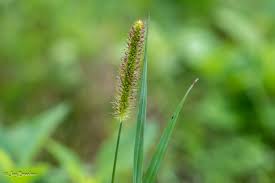 Image result for Setaria parviflora